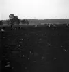 Potatisplockning 1942. 
Några unga kvinnor plockar upp potatis på en åker.