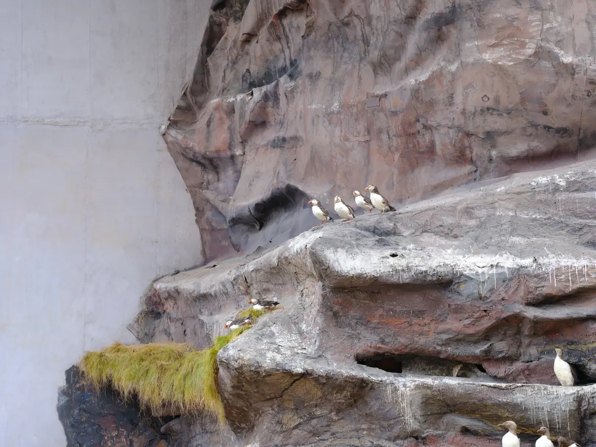 Lunnefågel_Skymd

Typ av föremål: Individ
Antal individer per föremål: 1
Tillvägagångssätt: Vildfångad
Preparat: Hel organism
Föremålsslag: Fysiskt föremål
Objekttyp: Bevarat föremål