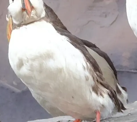 Lunnefågel_Skymd

Typ av föremål: Individ
Antal individer per föremål: 1
Tillvägagångssätt: Vildfångad
Preparat: Hel organism
Föremålsslag: Fysiskt föremål
Objekttyp: Bevarat föremål