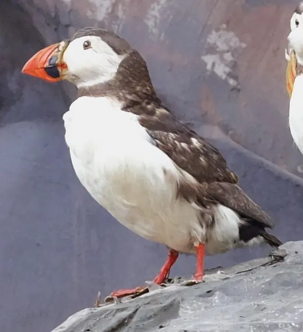 Lunnefågel

Typ av föremål: Individ
Antal individer per föremål: 1
Tillvägagångssätt: Vildfångad
Preparat: Hel organism
Föremålsslag: Fysiskt föremål
Objekttyp: Bevarat föremål
