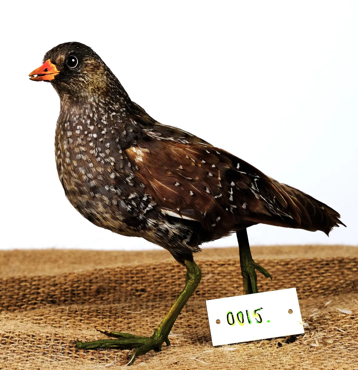 Småfläckig sumphöna

Typ av föremål: Individ
Antal individer per föremål: 1
Tillvägagångssätt: Vildfångad
Preparat: Hel organism
Föremålsslag: Fysiskt föremål
Objekttyp: Bevarat föremål