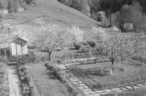 Ringebu. Hage med blomstrende kirsebærtrær i Brugata 21.