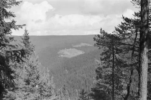 Ringebu. Gardsbruk i tett granskog.