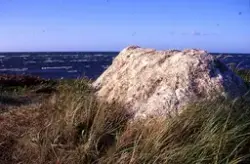 Medföljande text: "Hummerfiskarstugor på norra stranden. Kon