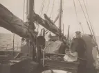 Kabeln Barsebäck - Charlottenlund, år 1921. Förundersökning.