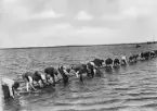 3:dje Tysklandskabeln 1927.