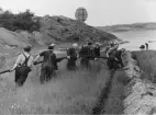 Sverige-Storbritannien-kabeln. Är 1960. Ilandföring av.kabeln.