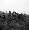 Potatisplockning 1942. 
Ett gäng glada potatisplockerskor plockar potatis på en åker. I bakgrunden
skymtar en bondgård.