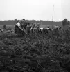 Potatisplockning 1942. 
Några unga kvinnor plockar upp potatis på en åker.
