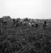 Potatisplockning 1942. 
Några unga kvinnor plockar upp potatis på en åker.