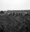 Potatisplockning 1942. 
Några unga kvinnor plockar upp potatis på en åker.