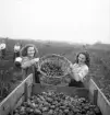 Potatisplockning 1942. 
Några unga kvinnor häller upp potatis från en korg till en kärra.