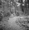 Orientering 1942. 
Några elever springer iväg bort på en skogsväg.