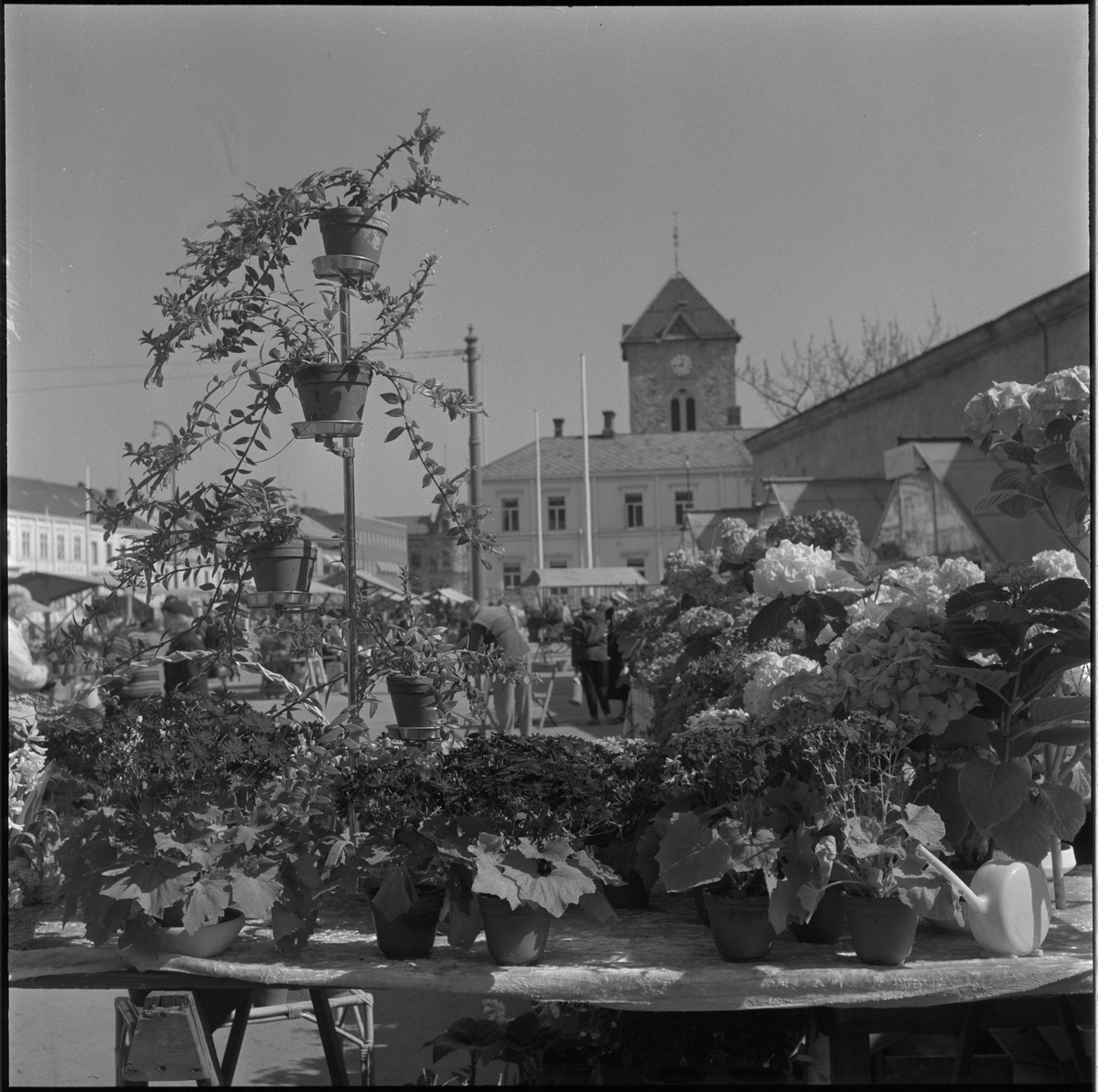 Blomster på torget i Trondheim