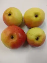 Äpple