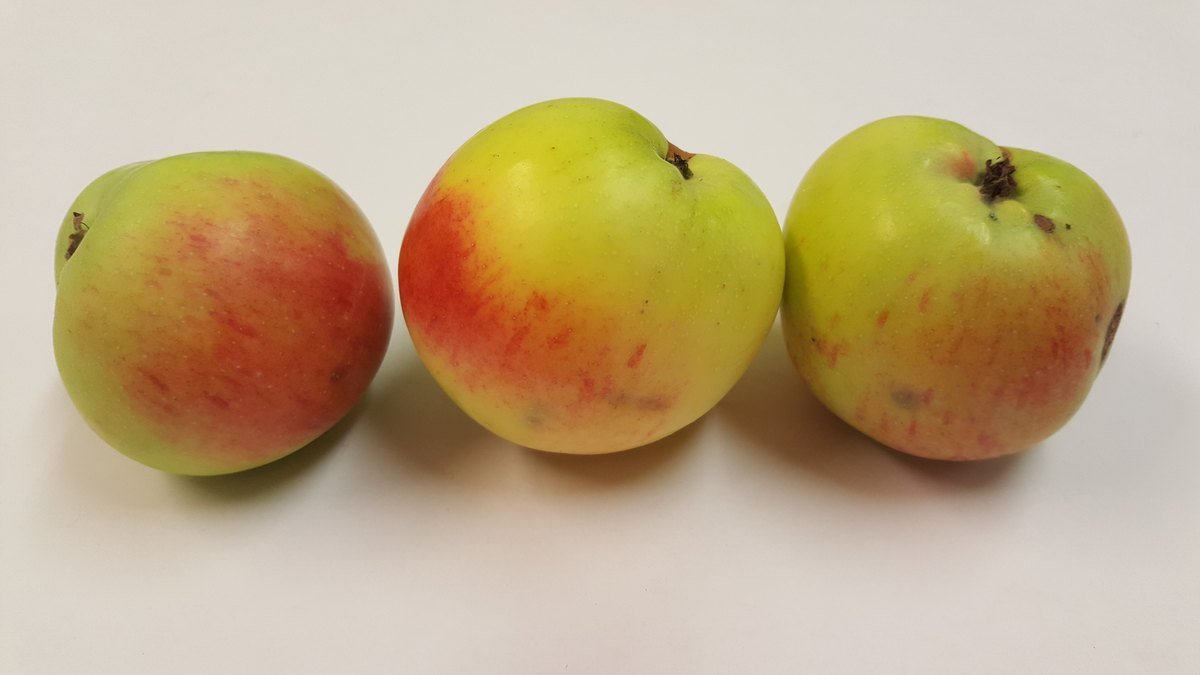 "Äpple från Skerike" samlades in 2006 från Kommunistergården i Skerike utanför Västerås. Givaren berättar att en farbror till nuvarande bonde planterade `Alexander´, `Oranie´, en sort som liknar `Röd Gravensteiner´ men troligen är `Mme Palm´ eller `Drakenberg´, samt `Hedenlunda´. Äpplet mognar i september, är en bordsfrukt och växer tämligen svagt. Äpplet är tidigare sortbestämt till `Hedenlunda´. 2025 sortbestämdes det slutligen till frösådd av flera pomologer. Äpplet växer idag i fruktträdgården vid soldattorpet på museet. 