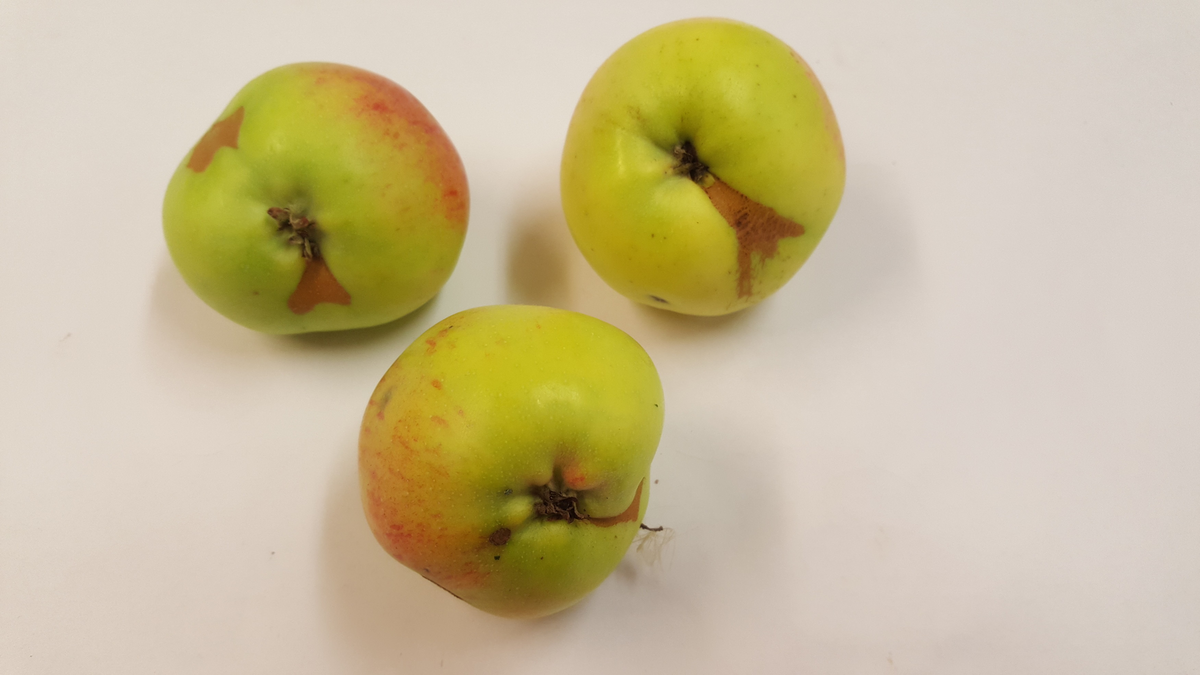 "Äpple från Skerike" samlades in 2006 från Kommunistergården i Skerike utanför Västerås. Givaren berättar att en farbror till nuvarande bonde planterade `Alexander´, `Oranie´, en sort som liknar `Röd Gravensteiner´ men troligen är `Mme Palm´ eller `Drakenberg´, samt `Hedenlunda´. Äpplet mognar i september, är en bordsfrukt och växer tämligen svagt. Äpplet är tidigare sortbestämt till `Hedenlunda´. 2025 sortbestämdes det slutligen till frösådd av flera pomologer. Äpplet växer idag i fruktträdgården vid soldattorpet på museet. 