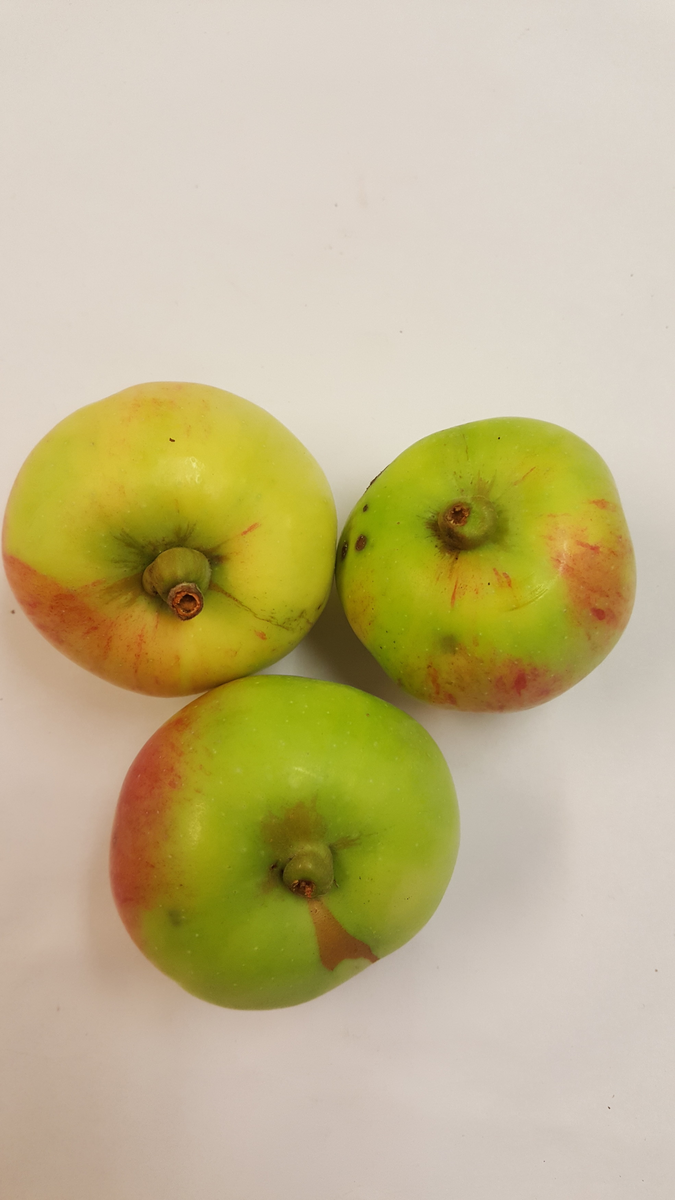 "Äpple från Skerike" samlades in 2006 från Kommunistergården i Skerike utanför Västerås. Givaren berättar att en farbror till nuvarande bonde planterade `Alexander´, `Oranie´, en sort som liknar `Röd Gravensteiner´ men troligen är `Mme Palm´ eller `Drakenberg´, samt `Hedenlunda´. Äpplet mognar i september, är en bordsfrukt och växer tämligen svagt. Äpplet är tidigare sortbestämt till `Hedenlunda´. 2025 sortbestämdes det slutligen till frösådd av flera pomologer. Äpplet växer idag i fruktträdgården vid soldattorpet på museet. 