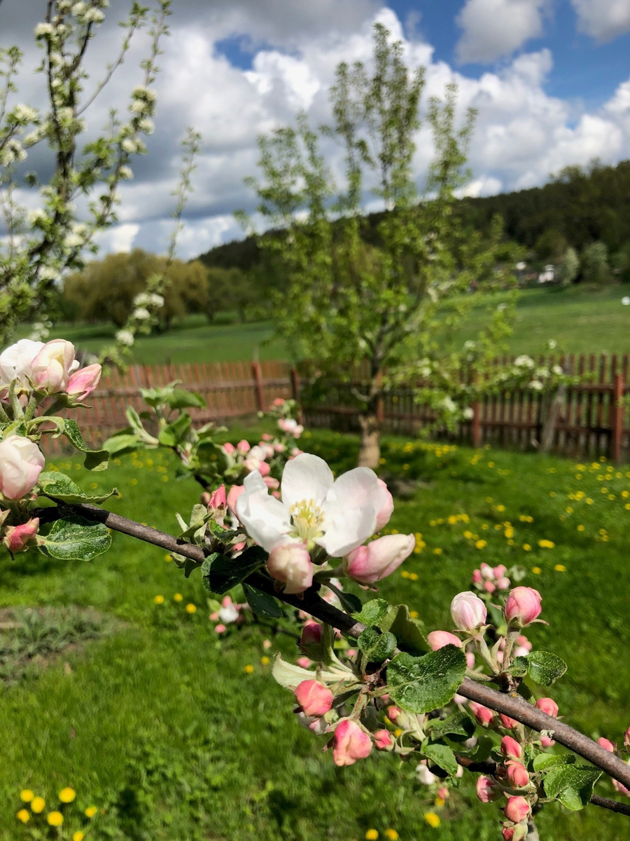"Äpple från Skerike" samlades in 2006 från Kommunistergården i Skerike utanför Västerås. Givaren berättar att en farbror till nuvarande bonde planterade `Alexander´, `Oranie´, en sort som liknar `Röd Gravensteiner´ men troligen är `Mme Palm´ eller `Drakenberg´, samt `Hedenlunda´. Äpplet mognar i september, är en bordsfrukt och växer tämligen svagt. Äpplet är tidigare sortbestämt till `Hedenlunda´. 2025 sortbestämdes det slutligen till frösådd av flera pomologer. Äpplet växer idag i fruktträdgården vid soldattorpet på museet. 