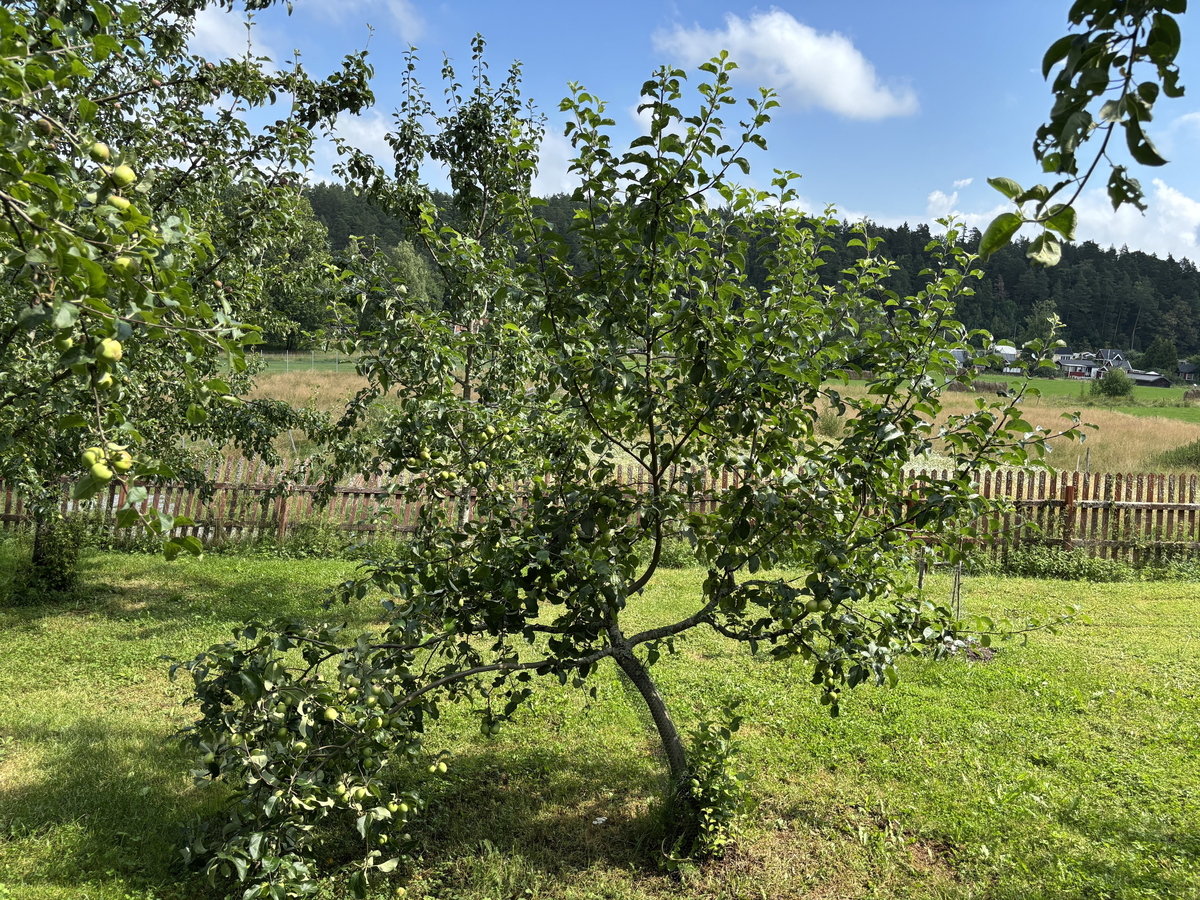 "Äpple från Skerike" samlades in 2006 från Kommunistergården i Skerike utanför Västerås. Givaren berättar att en farbror till nuvarande bonde planterade `Alexander´, `Oranie´, en sort som liknar `Röd Gravensteiner´ men troligen är `Mme Palm´ eller `Drakenberg´, samt `Hedenlunda´. Äpplet mognar i september, är en bordsfrukt och växer tämligen svagt. Äpplet är tidigare sortbestämt till `Hedenlunda´. 2025 sortbestämdes det slutligen till frösådd av flera pomologer. Äpplet växer idag i fruktträdgården vid soldattorpet på museet. 