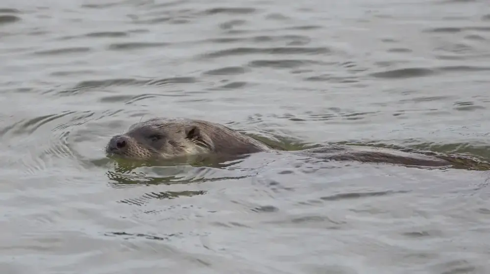 Bildet viser en svømmende oter