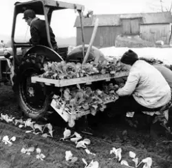 Hagebruk, grønnsaker på friland og potet