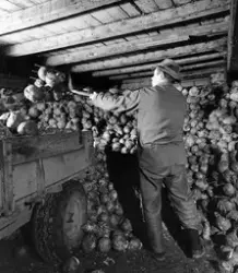 Hagebruk, grønnsaker på friland og potet