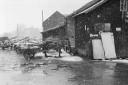 Ringebu. Ringebu Meieri. Levering av melk med hest og kjerre