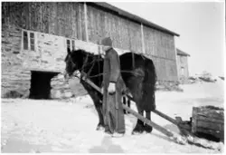 Ole Gundersen driver fraukjøring på Trongen, Stadsbygd