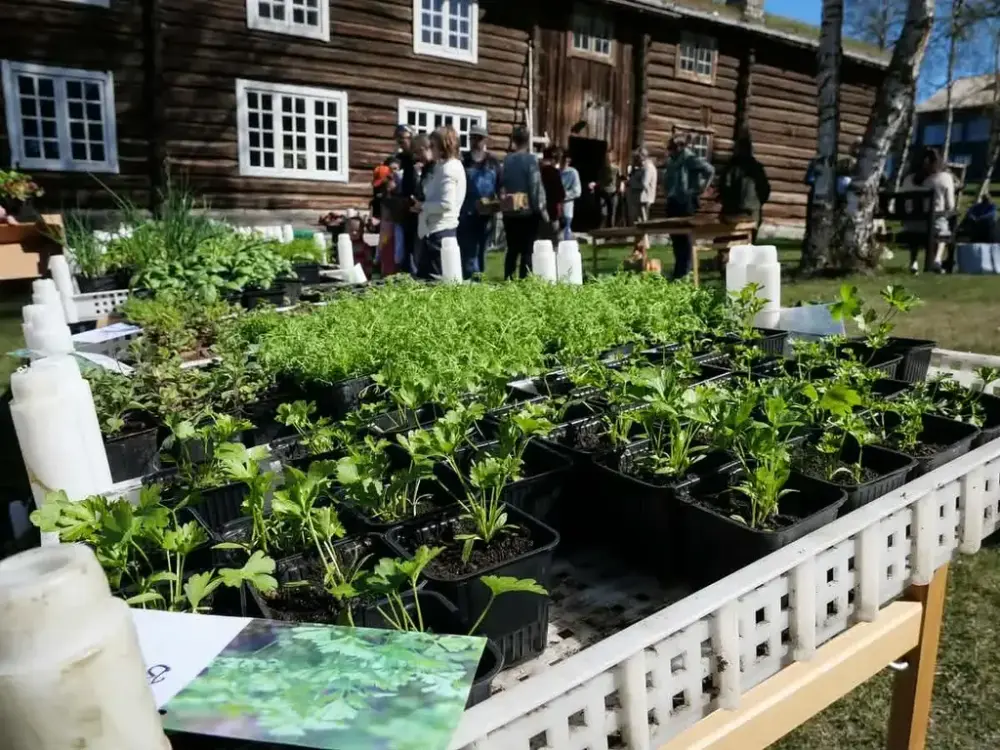  Plantesalg. Foto Sunniva Werkland