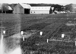 Driftsbygninger og åker ved en av statens forsøksstasjoner. 