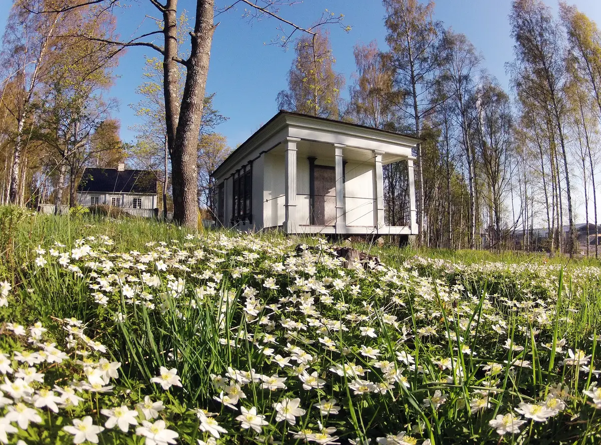 Lusthuset på Murberget friluftsmuseum, med ett hav av vitsippor.