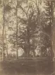 Vy från Gysinge. Sankta Birgittas ek vid Asnäs. Ur album för Gysinge Bruk 1878.