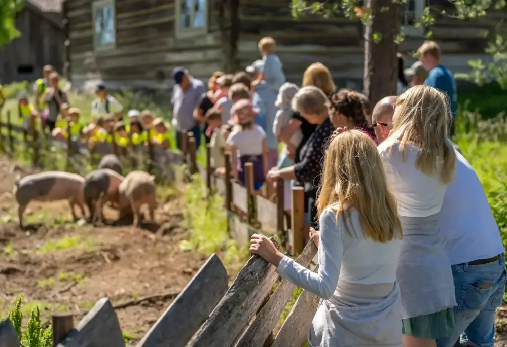 Publikum står og ser på at grisene blir fôret ute på friluftsmuseet på Glomdalsmuseet
