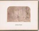 Förstenad trädstam på Svalbard. Fotografiet togs i samband med Spetsbergsexpeditionen 18721873, ledd av Adolf Erik Nordenskiöld.