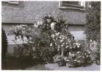 Exteriör av borgmästarvillan i Sölvesborg, som idag huserar Hotell Humbla, uppfördes 1903 av borgmästare Philibert Humbla( 1863-1925). Far till Philibert Humbla, museiman och svensk konsthistoriker (1896-1952) som 1940 blev förste chef vid Gävle museum (källa Wikipedia). En man sitter utanför, vid husfasaden, omgiven av blombuketter, troligen en bemärkelsedag.