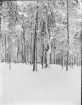 Snölandskap, Uppland