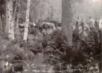 Soldater vid Livregementets husarer K 3 rastar hästar i skogen.