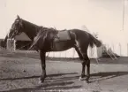 Häst utanför tältläger, Livregementets husarer K 3.