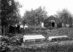 Grönsaks- och rotfruktsodlingar.