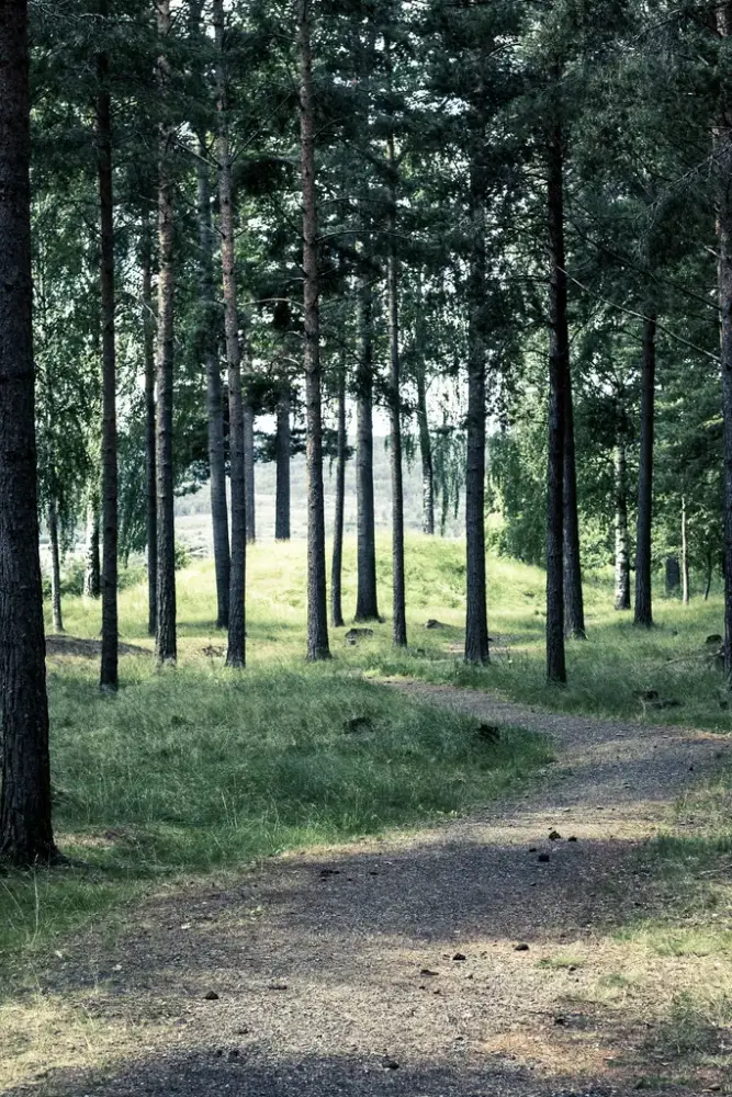 Bildet viser en sti som snor jeg mellom furutrær og gravhauger
