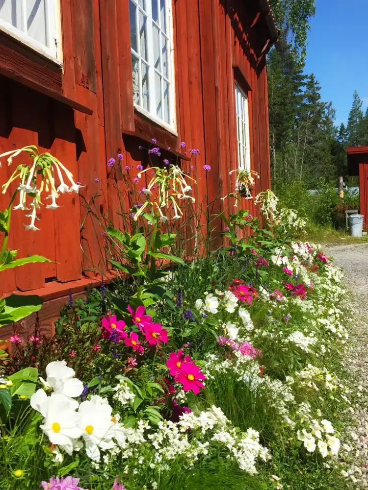 Blommor i olika färger framför en röd husvägg med vita fönsterspröjs.