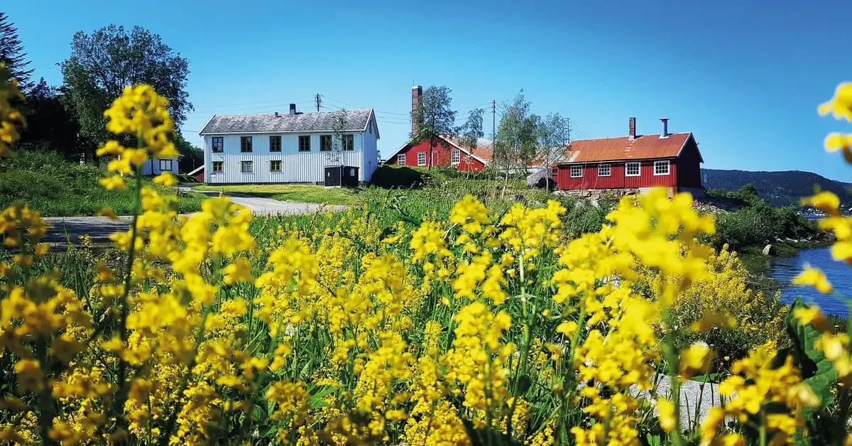 Gule blomster med 1 hvitt og 1 rødt trebygg i bakgrunnen med blå himmel, glimt av vann til høyre. Foto.