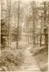 Granitz, naturskyddat skogsområde på ön Rügen, sommaren 1930 (enligt text i album).