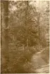 Granitz, naturskyddat skogsområde på ön Rügen, sommaren 1930 (enligt text i album).