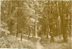 Granitz, naturskyddat skogsområde på ön Rügen, sommaren 1930 (enligt text i album).