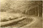 Granitz, naturskyddat skogsområde på ön Rügen, sommaren 1930 (enligt text i album).