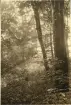 Granitz, naturskyddat skogsområde på ön Rügen, sommaren 1930 (enligt text i album).