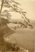 Rügen: Waldhalle, sommaren 1930 (enligt text i album).
