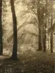 Trolskt ljus i Granitz, naturskyddat skogsområde på ön Rügen, sommaren 1930 (enligt text i album).